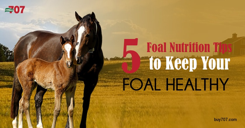 5 Foal Nutrition Tips To Keep Your Foal Healthy