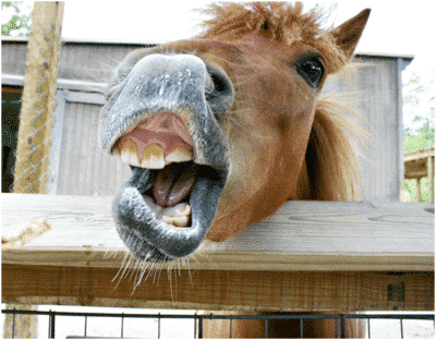 Yawning horse