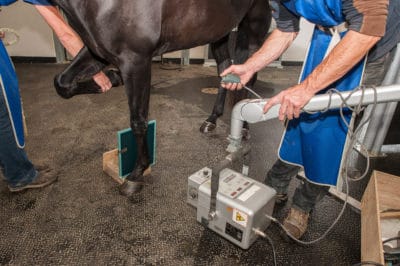 Equine Radiograph