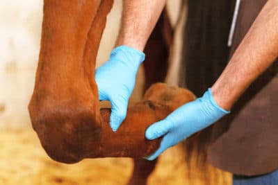 Veterinarian checks horse tendon - lameness detection
