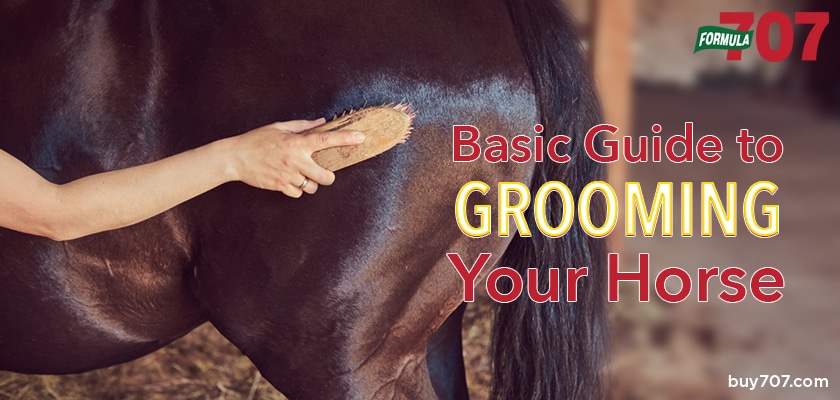 A Basic Guide to Grooming Your Horse - Buy Formula 707 Blog