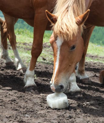 Horse licking salt supplementing for summer sweat