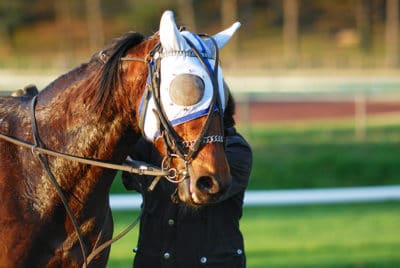 Horse Care Tips for Hot Weather Conditions - Horse Sweating