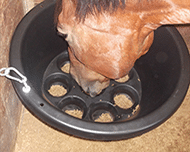 Horse Slow Feed - What you need to know about horse digestive support